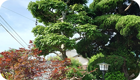 樹木伐採